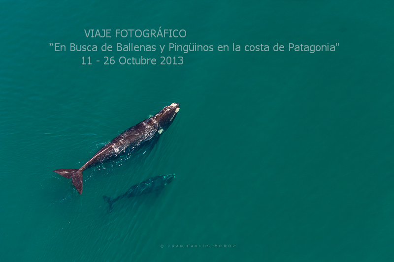 En Busca de Ballenas y Pingüinos en la costa de Patagonia - Foro Ofertas Comerciales de Viajes